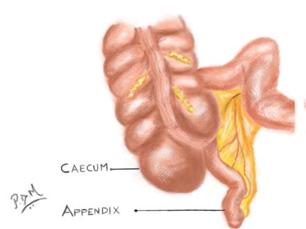 appendix Is een darmspoeling slecht voor mijn darmflora? - Natuurlijk gezond - Santura